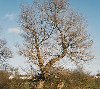 Black Poplar